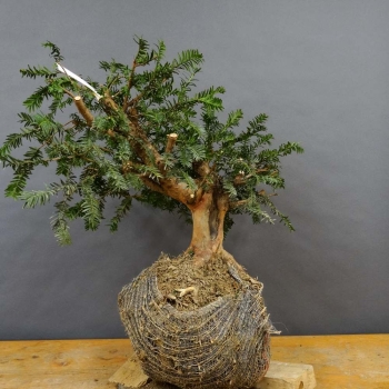 Taxus baccata Gemeine Eibe